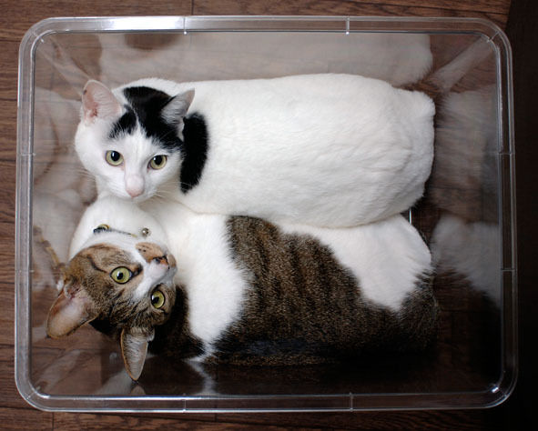 うちのとらまる