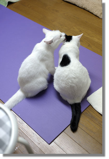 うちのとらまる