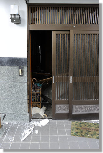 うちのとらまる