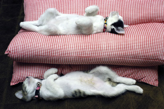 うちのとらまる