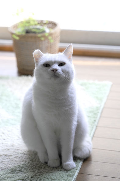 うちのとらまる