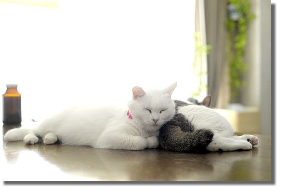 うちのとらまる