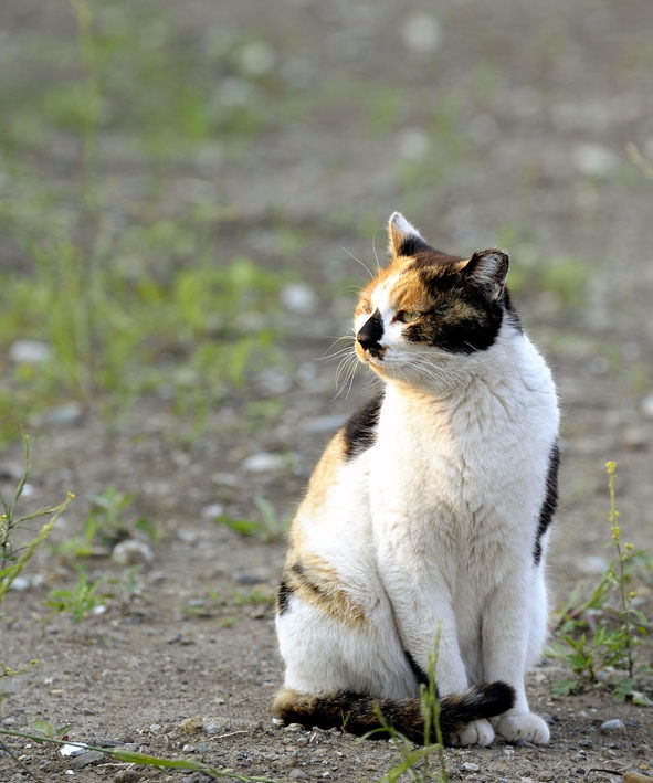 うちのとらまる