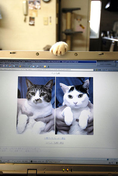 うちのとらまる