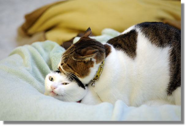 うちのとらまる