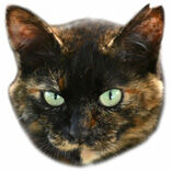 スモールチャーサビ