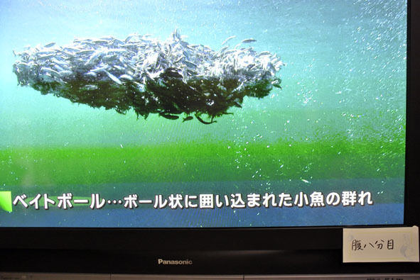 うちのとらまる