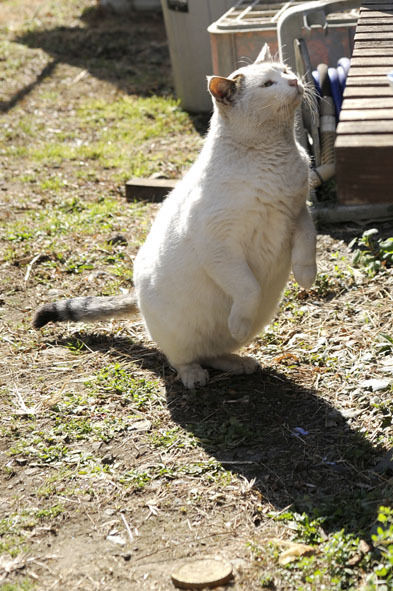 うちのとらまる