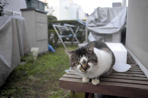 うちのとらまる