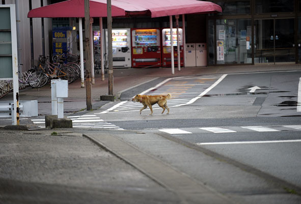 うちのとらまる