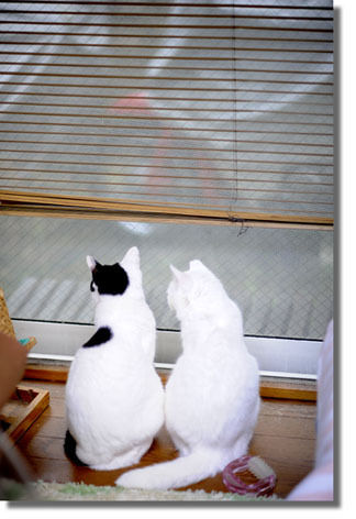 うちのとらまる