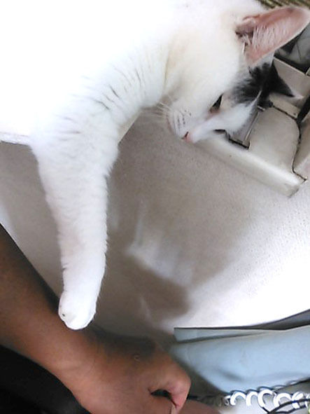 うちのとらまる