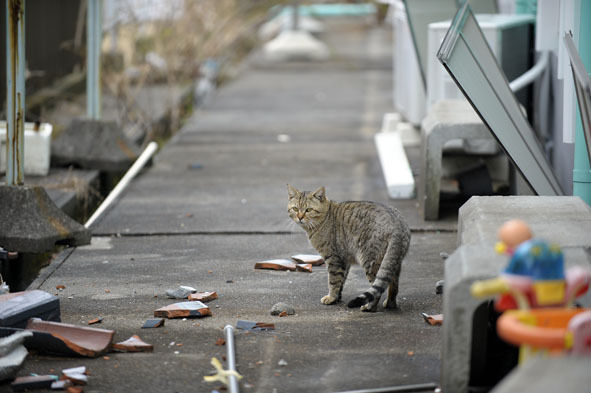 うちのとらまる