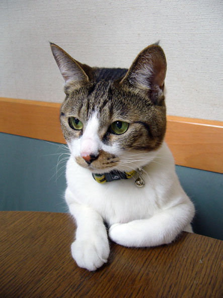 うちのとらまる