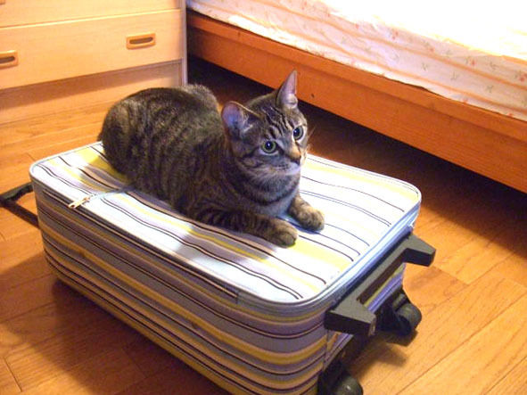 うちのとらまる