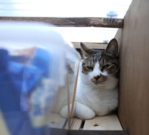 うちのとらまる