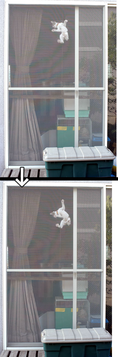 うちのとらまる