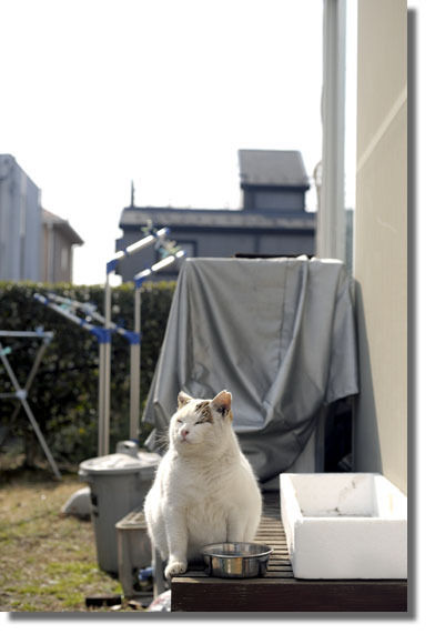 うちのとらまる