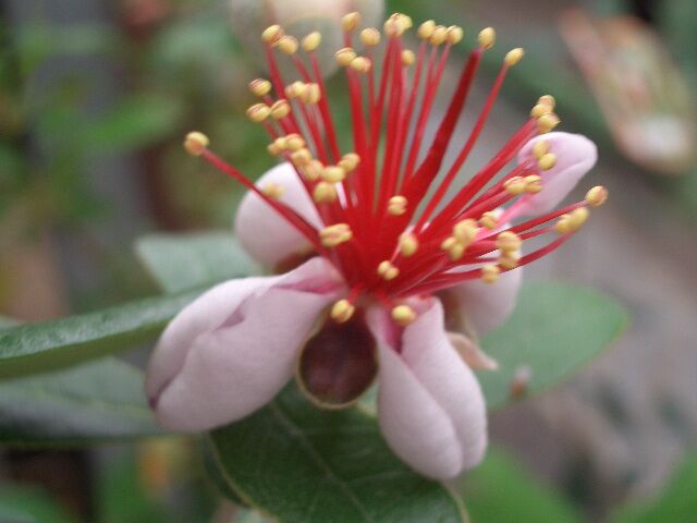 南米 ウルグアィの花 フェイジョア その時の感動をブログに 南米 ウルグアィの花 フェイジョア その時の感動をブログに