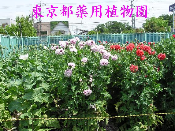 大麻 ケシの花 その時の感動をブログに 大麻 ケシの花 その時の感動をブログに