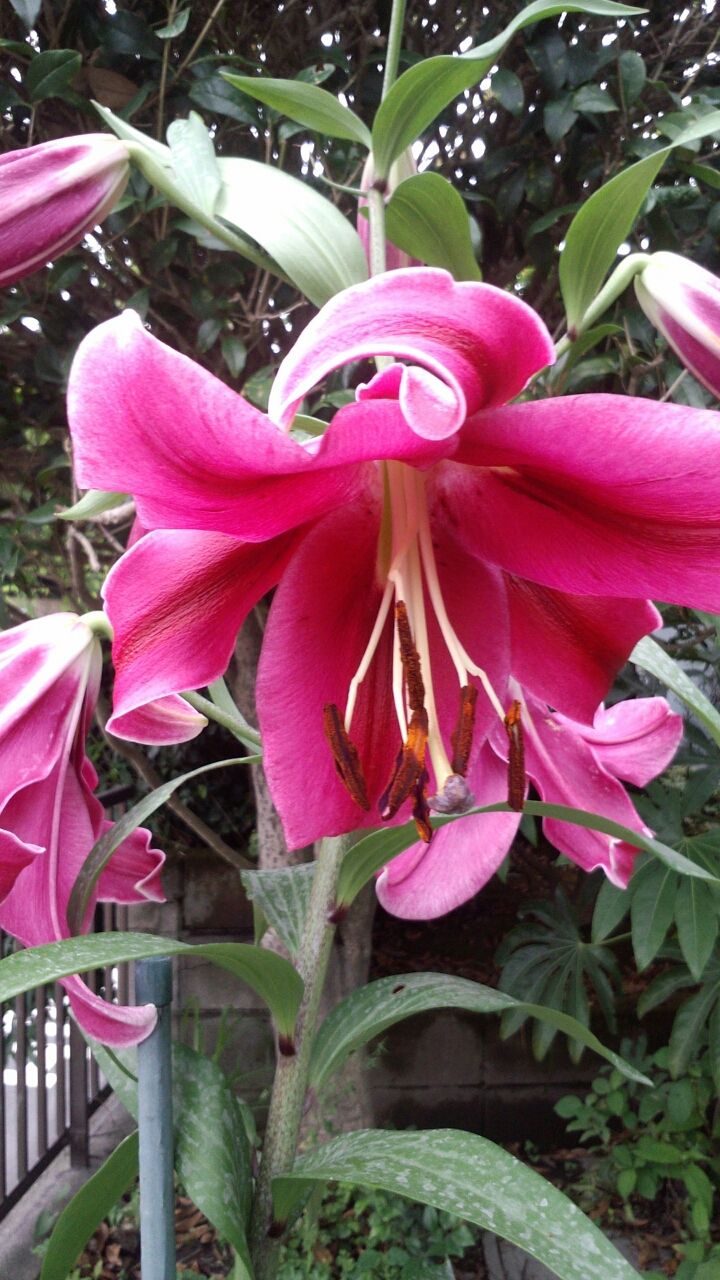 ピンクカサブランカとレッドカサブランカ うちの庭 メドゥーガーデン