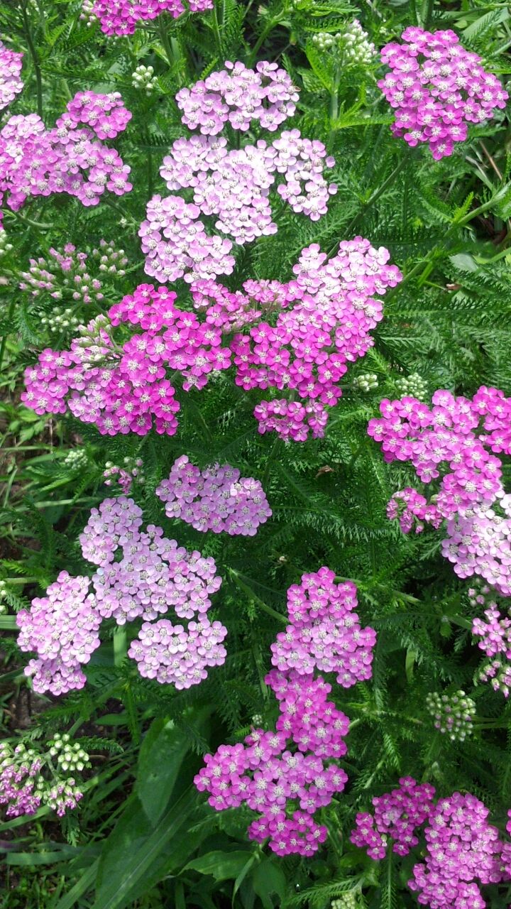 宿根草 ピンクノコギリ草 うちの庭 メドゥーガーデン