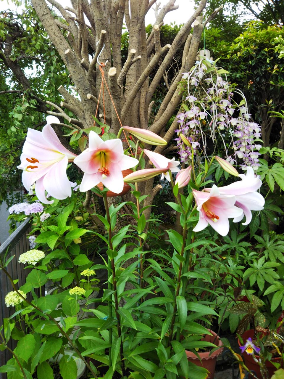 デンドロビウム アフィルム うちの庭 メドゥーガーデン デンドロビウム アフィルム うちの庭 メドゥーガーデン