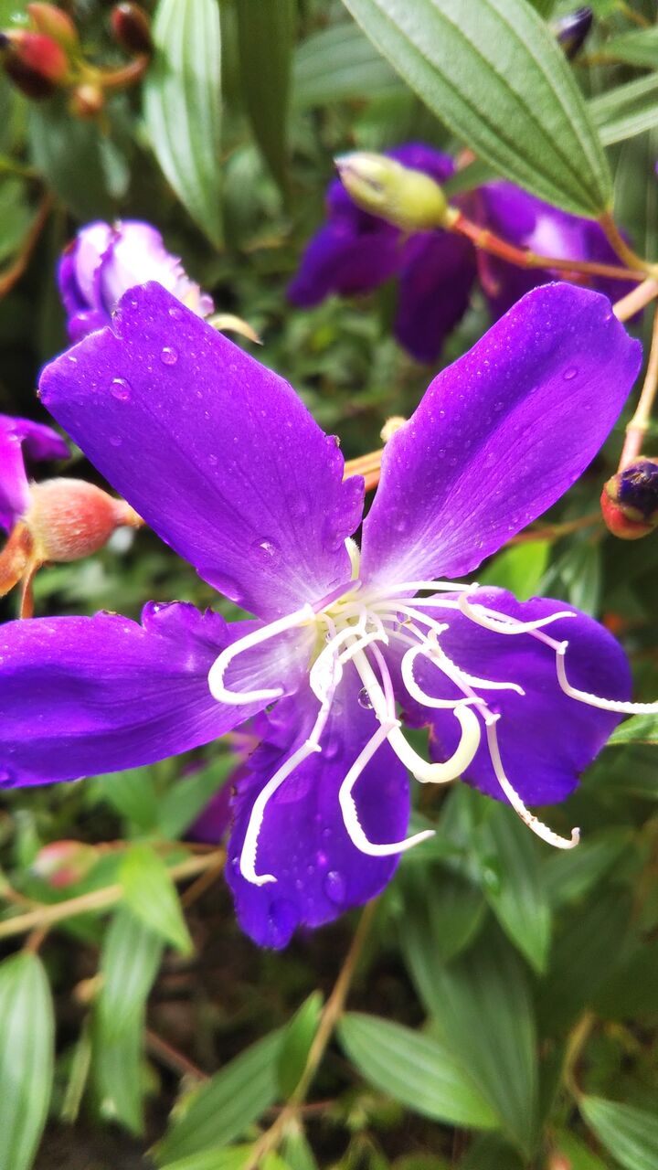 ノボタン コートダジュール うちの庭 メドゥーガーデン