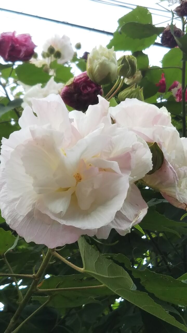 スイフヨウ 酔芙蓉 うちの庭 メドゥーガーデン