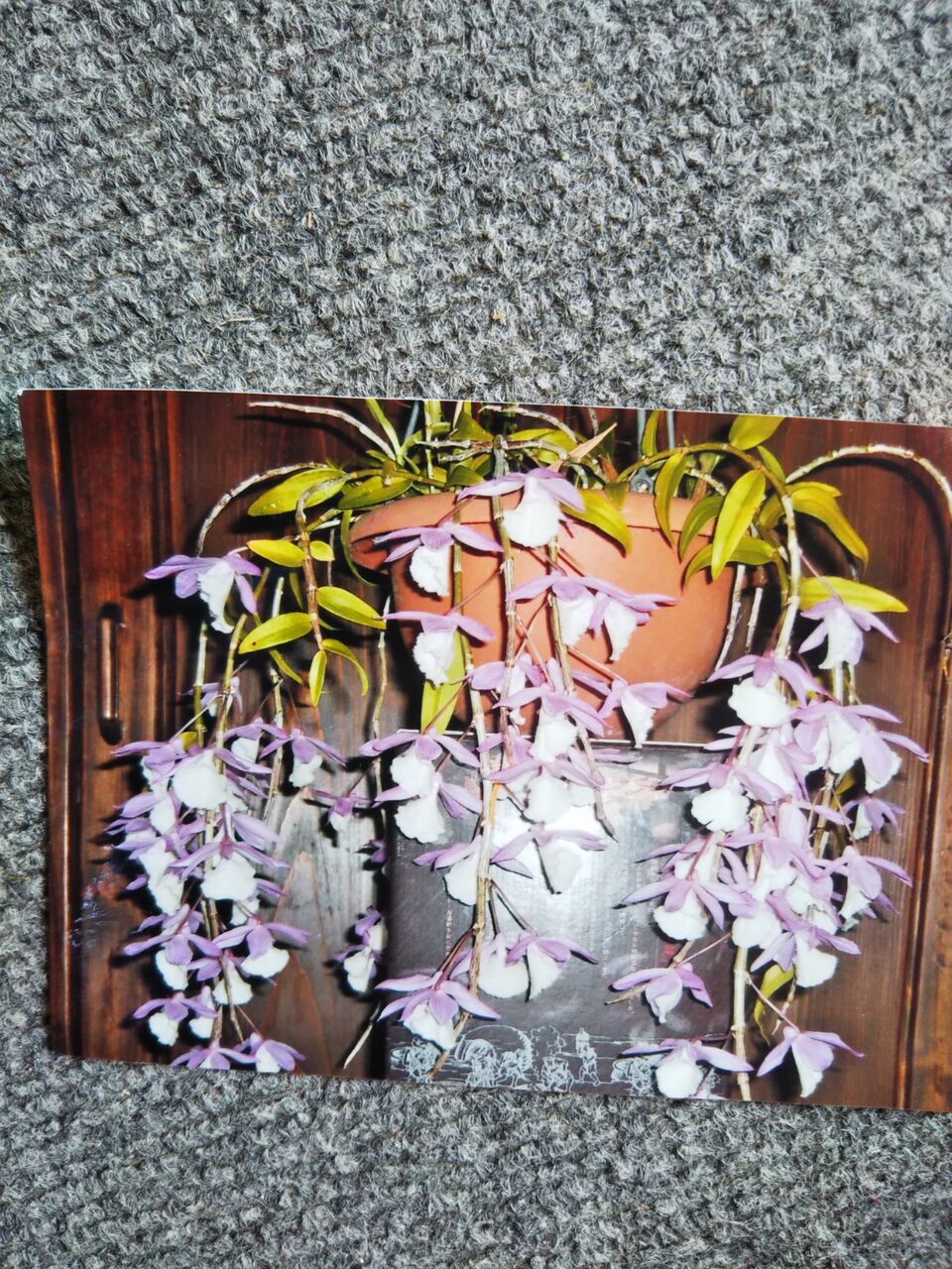 デンドロビウム アフィルム うちの庭 メドゥーガーデン デンドロビウム アフィルム うちの庭 メドゥーガーデン