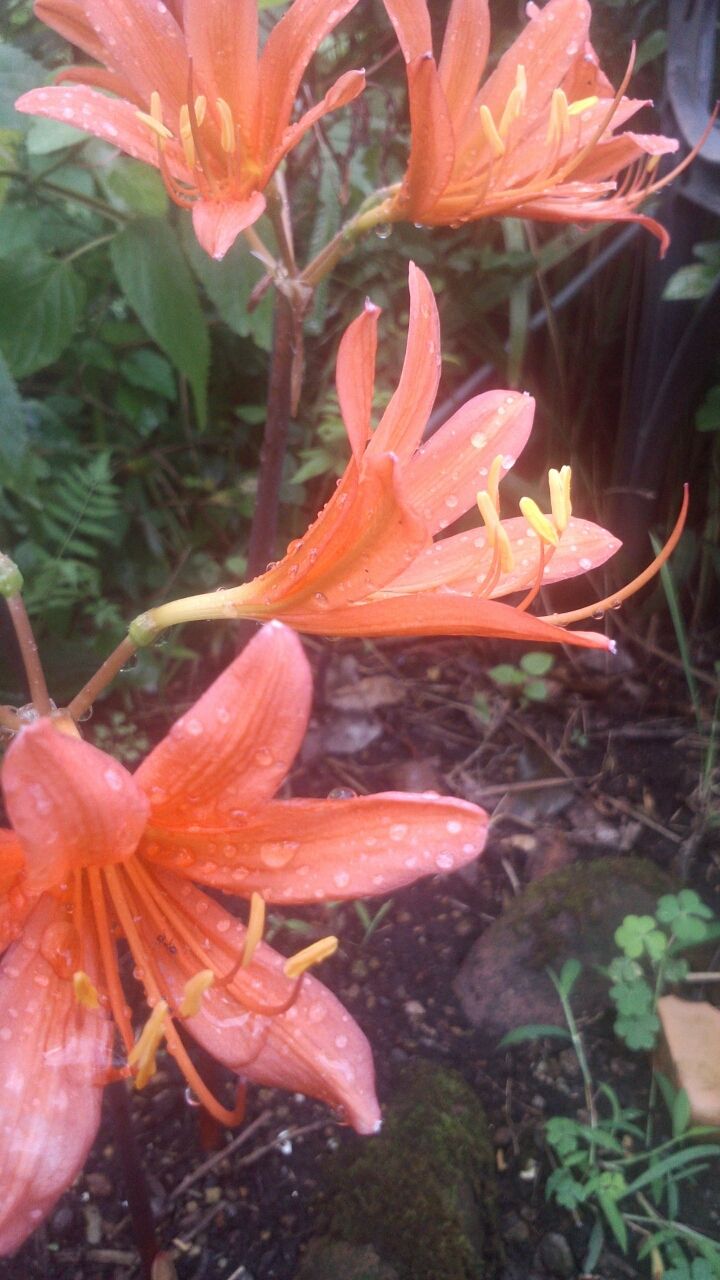 キツネノカミソリとタヌキノカミソリ うちの庭 メドゥーガーデン