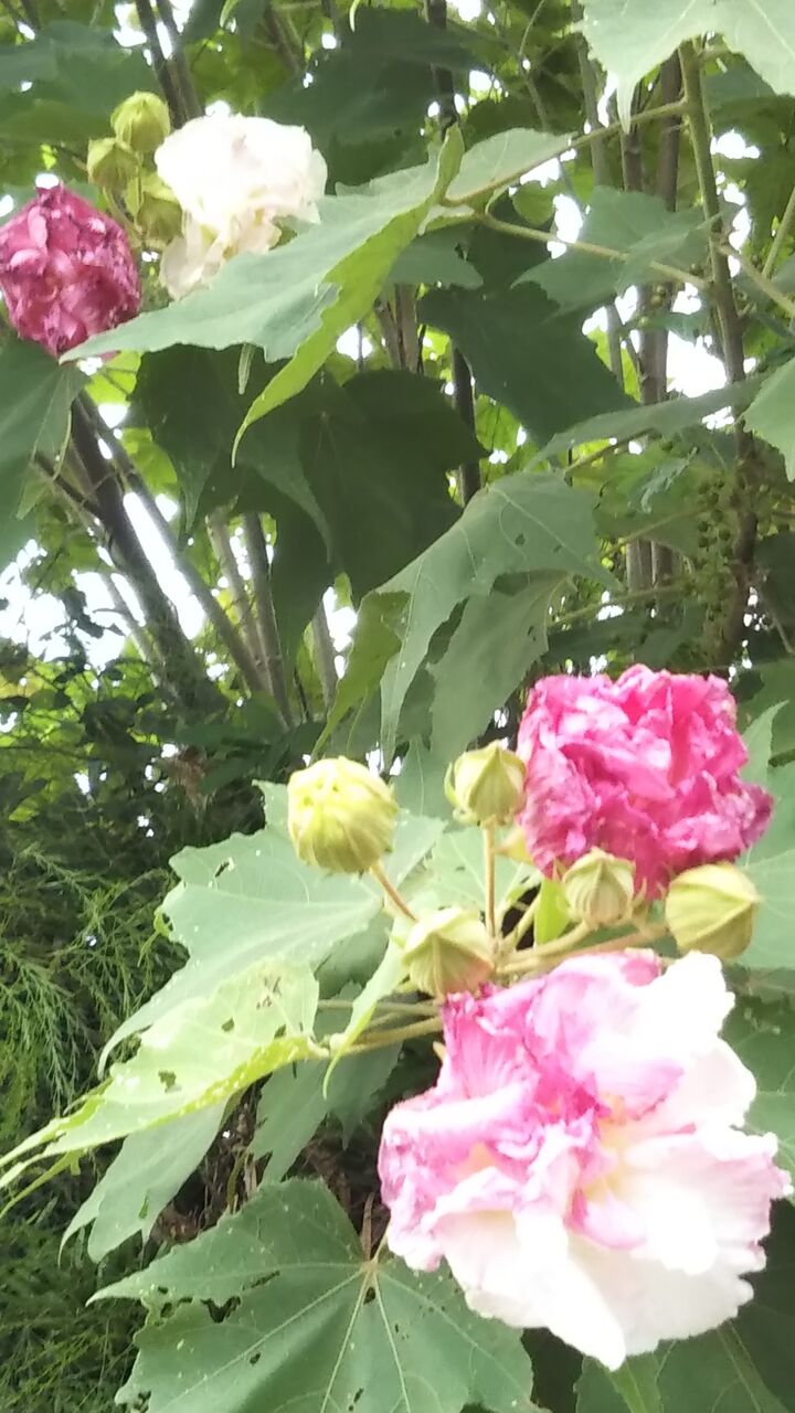 スイフヨウ 酔芙蓉 うちの庭 メドゥーガーデン