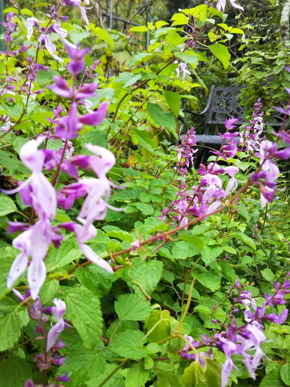 ピンクセージとサルビア コクシネア うちの庭 メドゥーガーデン