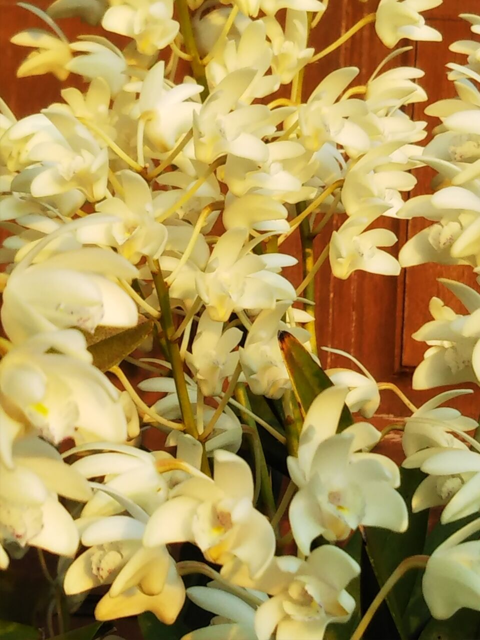 デンドロビウム ギンギアナム うちの庭 メドゥーガーデン