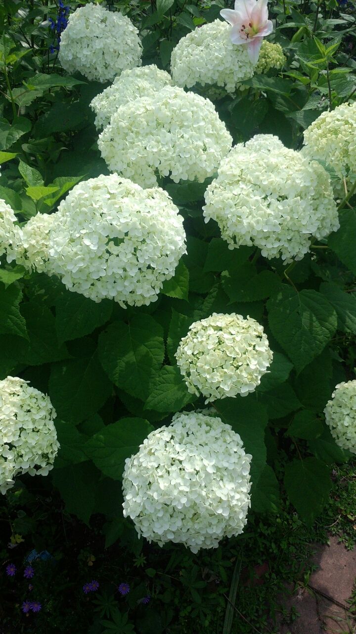 紫陽花 アナベルの挿し木しました うちの庭 メドゥーガーデン 紫陽花 アナベルの挿し木しました うちの庭 メドゥーガーデン