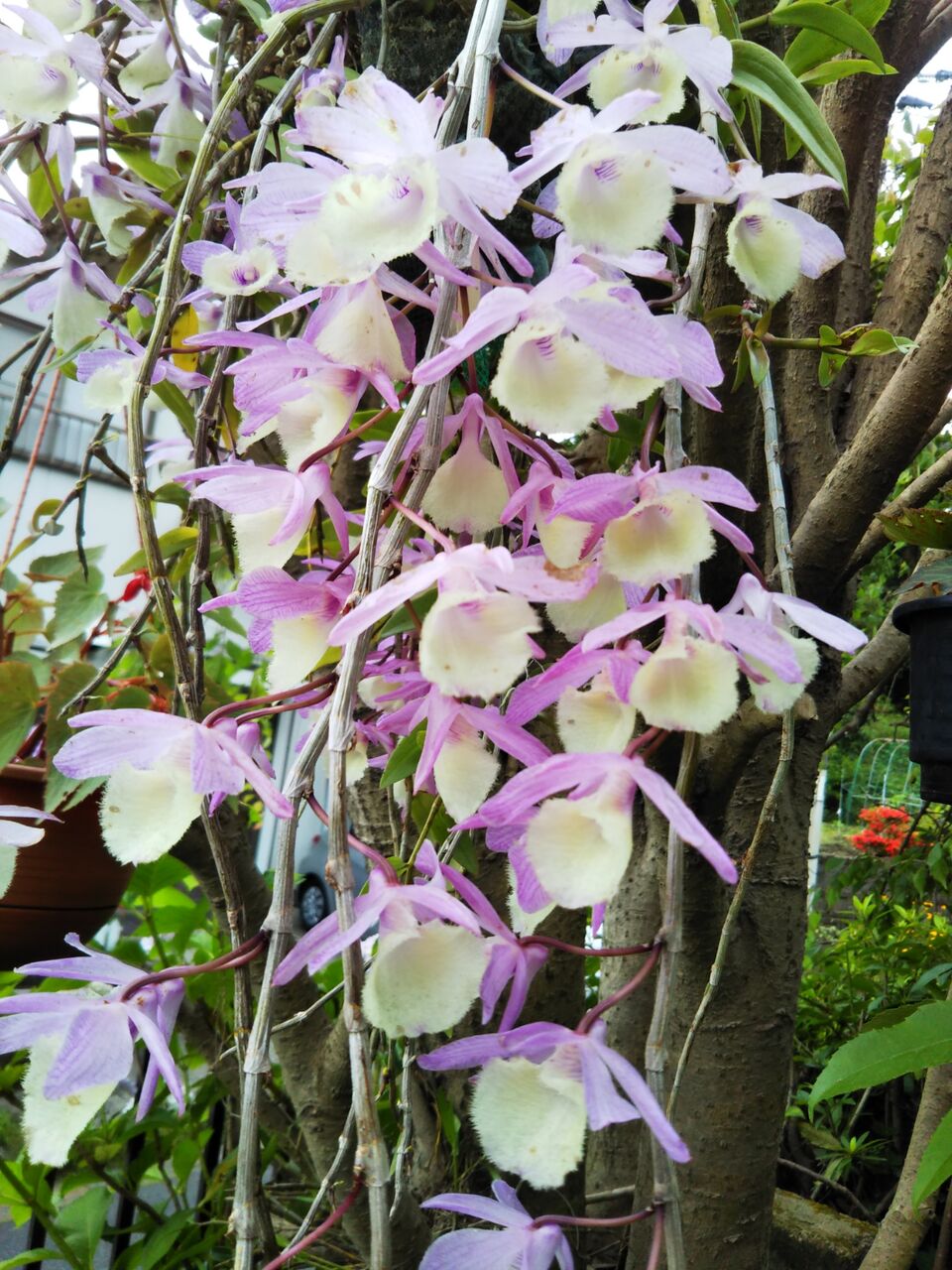 デンドロビウム アフィルム うちの庭 メドゥーガーデン デンドロビウム アフィルム うちの庭 メドゥーガーデン
