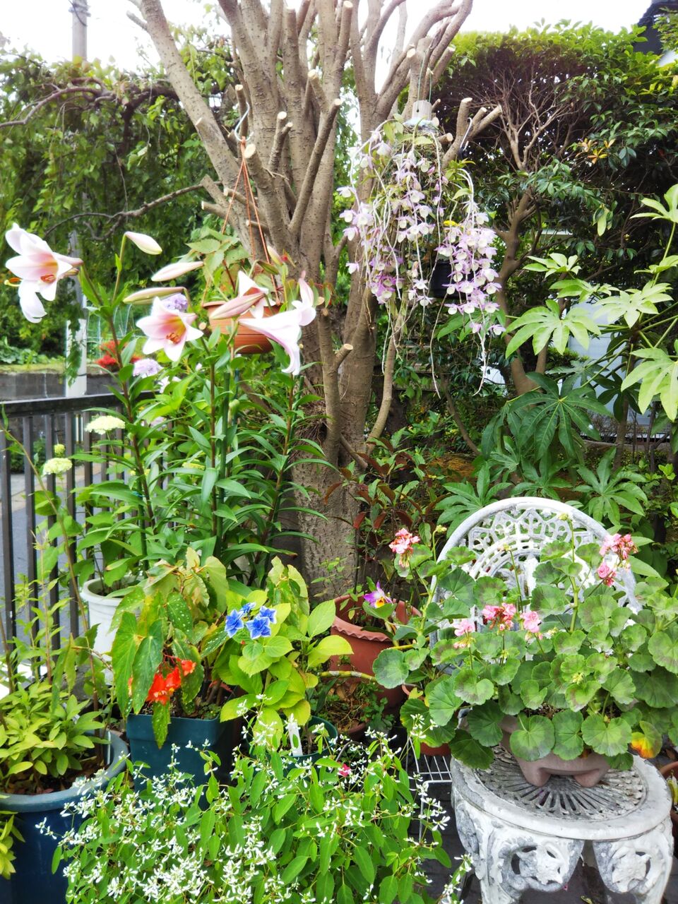 デンドロビウム アフィルム うちの庭 メドゥーガーデン デンドロビウム アフィルム うちの庭 メドゥーガーデン