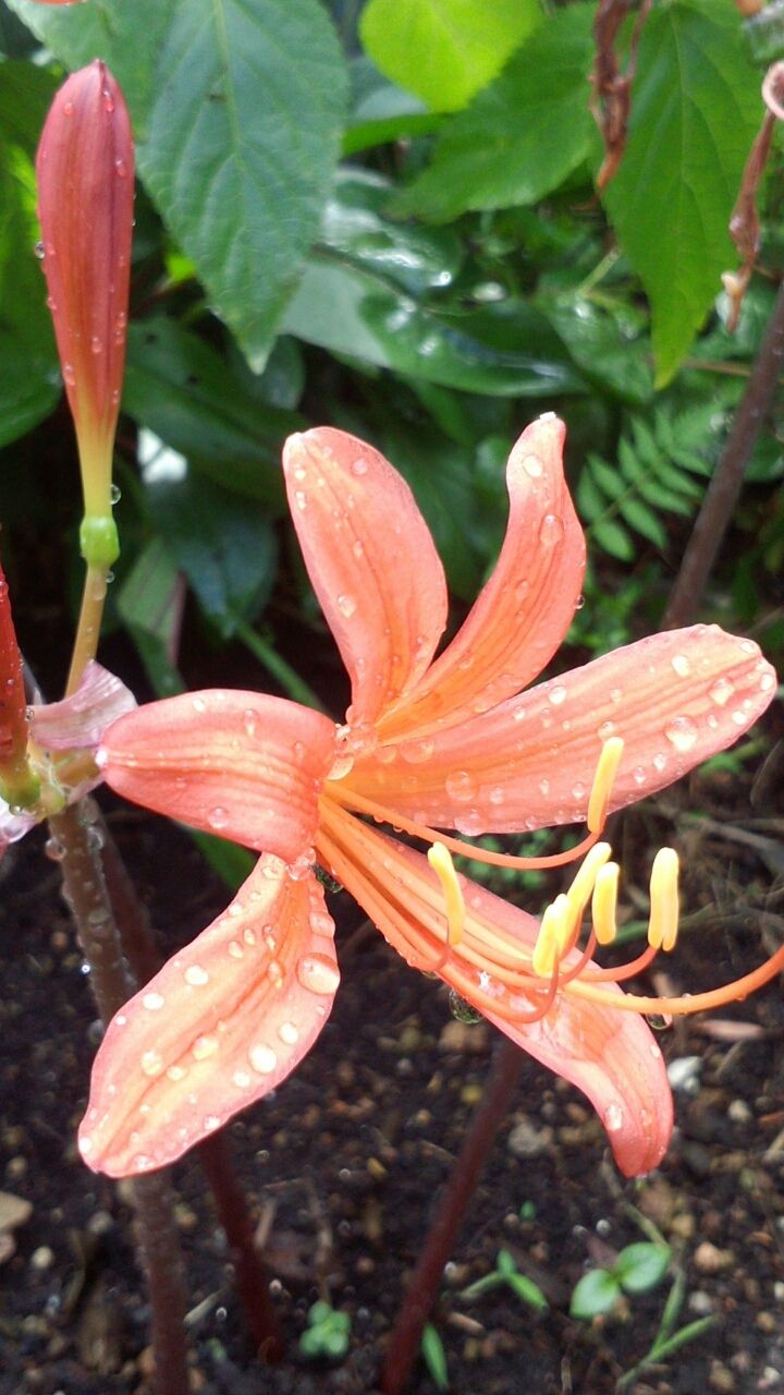 キツネノカミソリとタヌキノカミソリ うちの庭 メドゥーガーデン