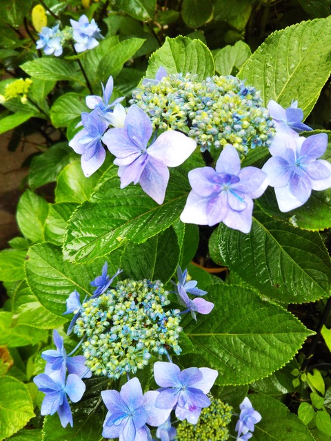 紫陽花 城ヶ崎他 うちの庭 メドゥーガーデン