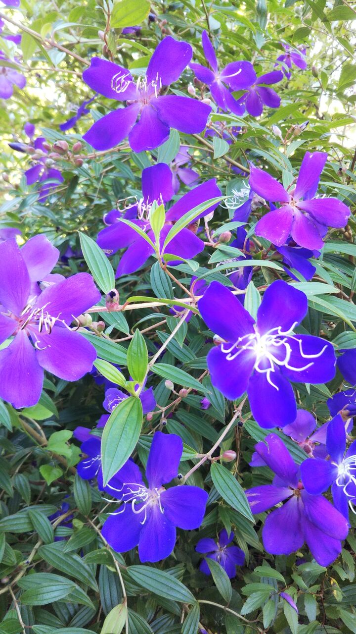 ノボタン コートダジュール うちの庭 メドゥーガーデン