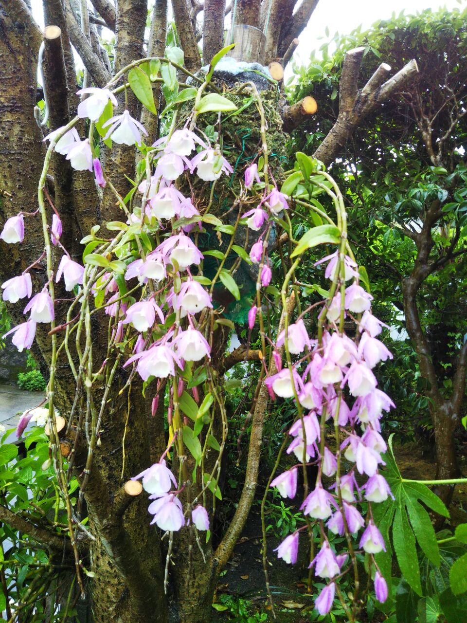 デンドロビウム アフィルム うちの庭 メドゥーガーデン デンドロビウム アフィルム うちの庭 メドゥーガーデン