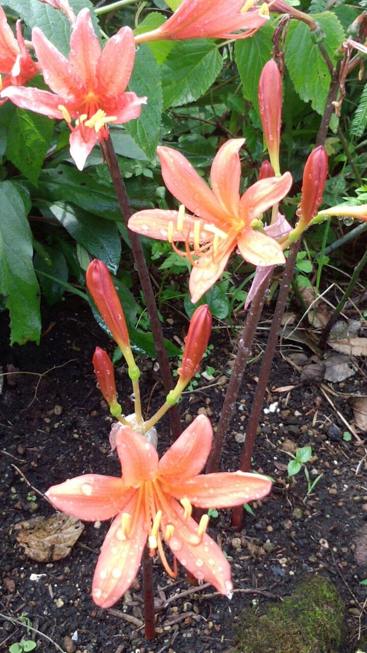 キツネノカミソリとタヌキノカミソリ うちの庭 メドゥーガーデン