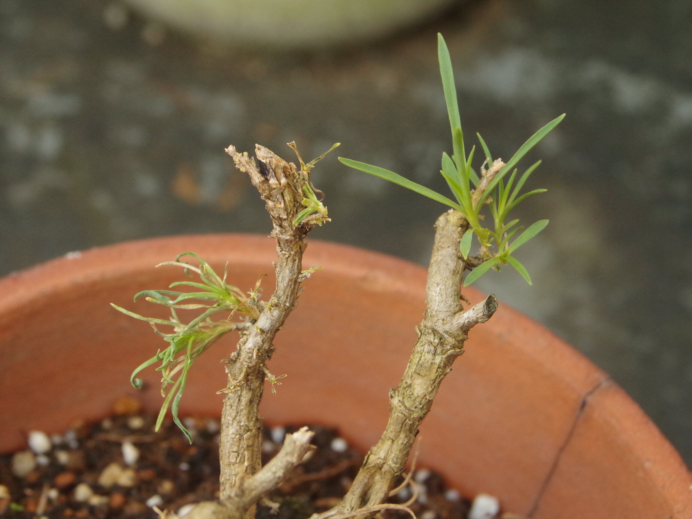 頑張れカーネーション Udi S Blog
