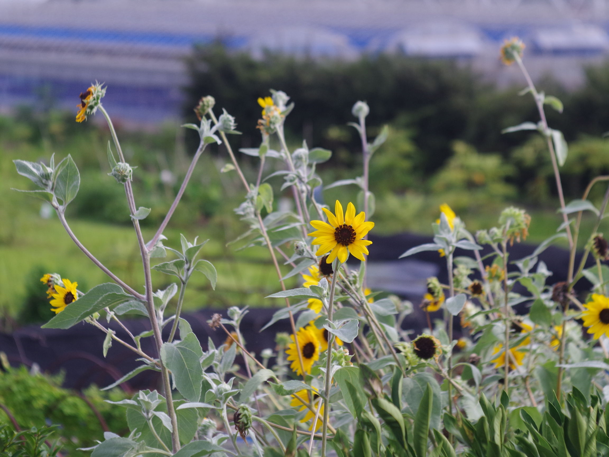 First-Six の Tri-Lausar 80/3.5 : udi's blog