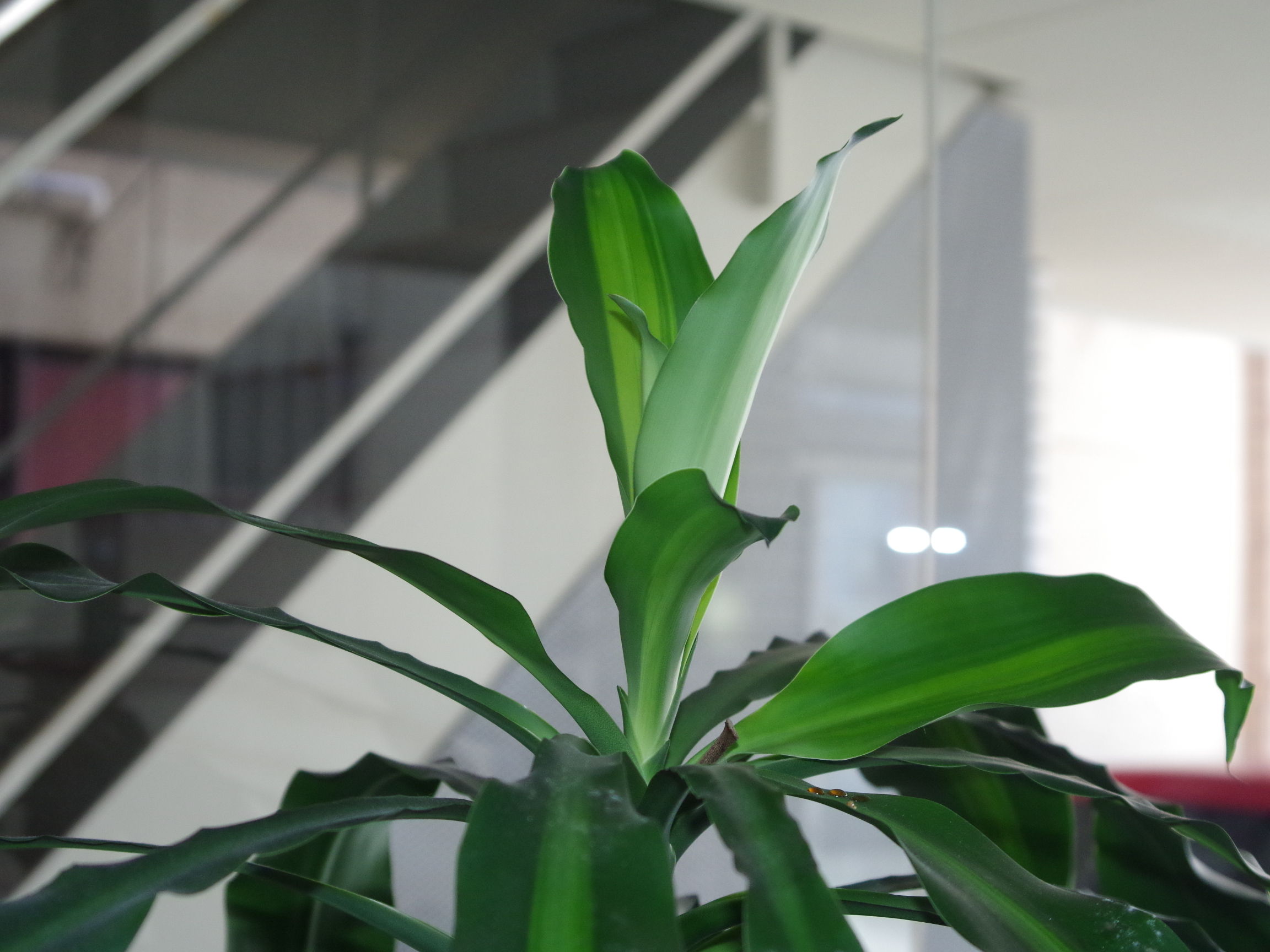 幸福の木 再起動 Udi S Blog