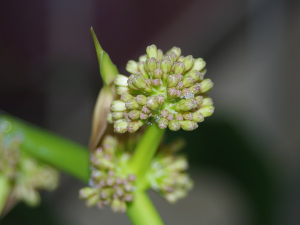 幸福の木の花 Udi S Blog