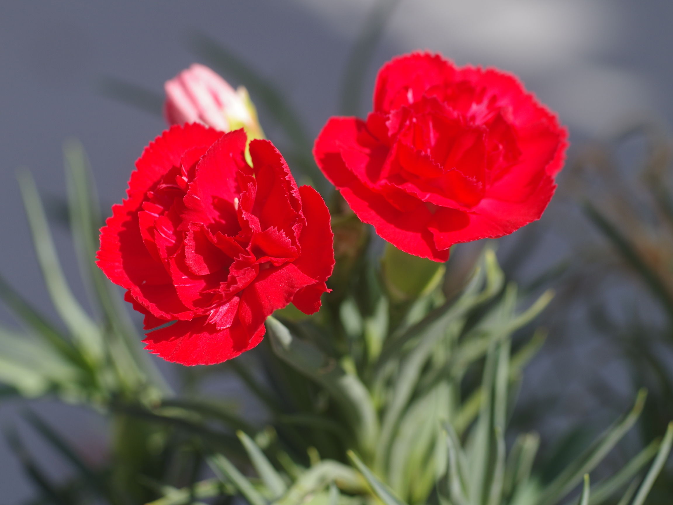First-Six の Tri-Lausar 80/3.5 : udi's blog