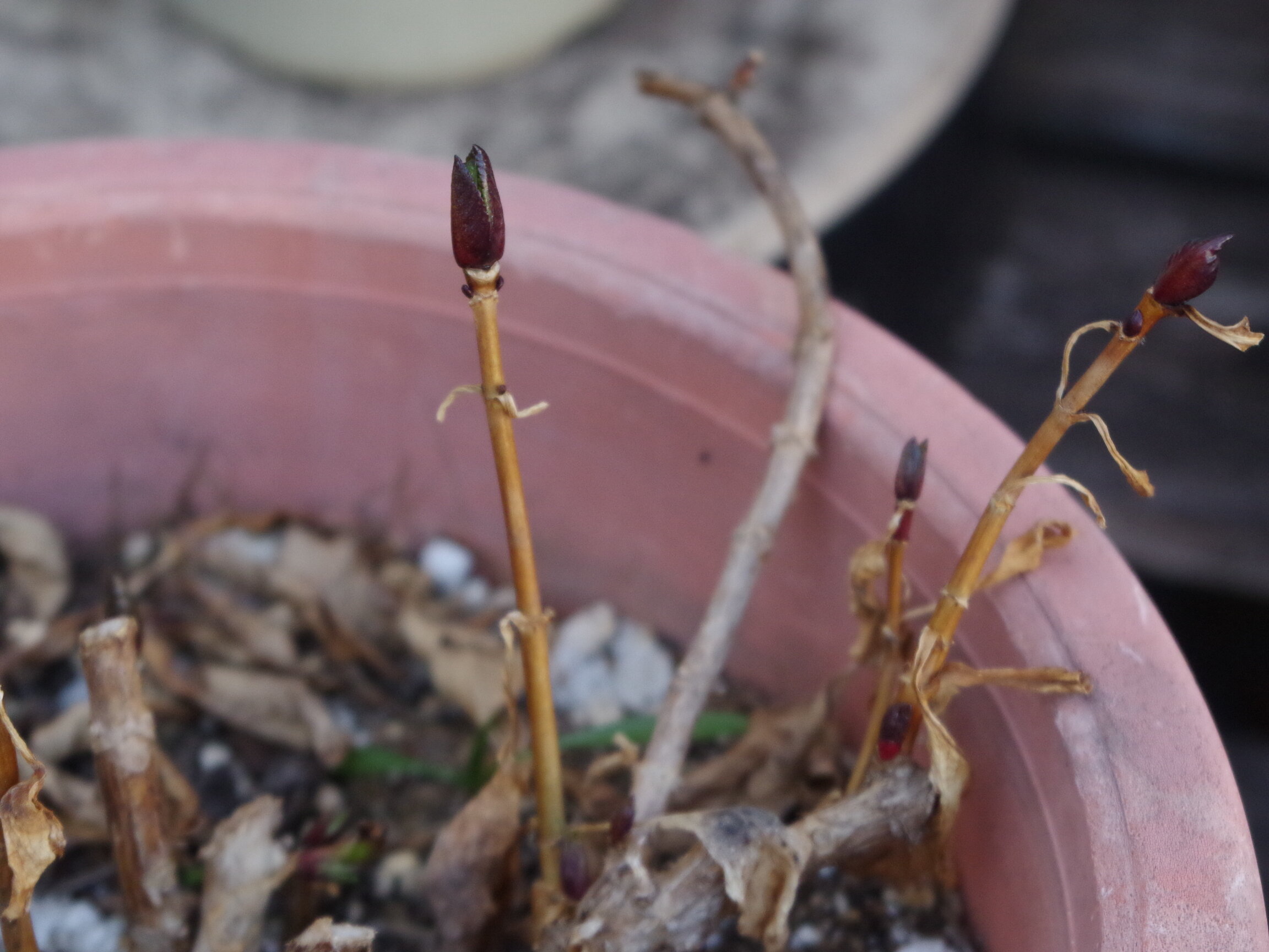 アジサイがその気 Udi S Blog