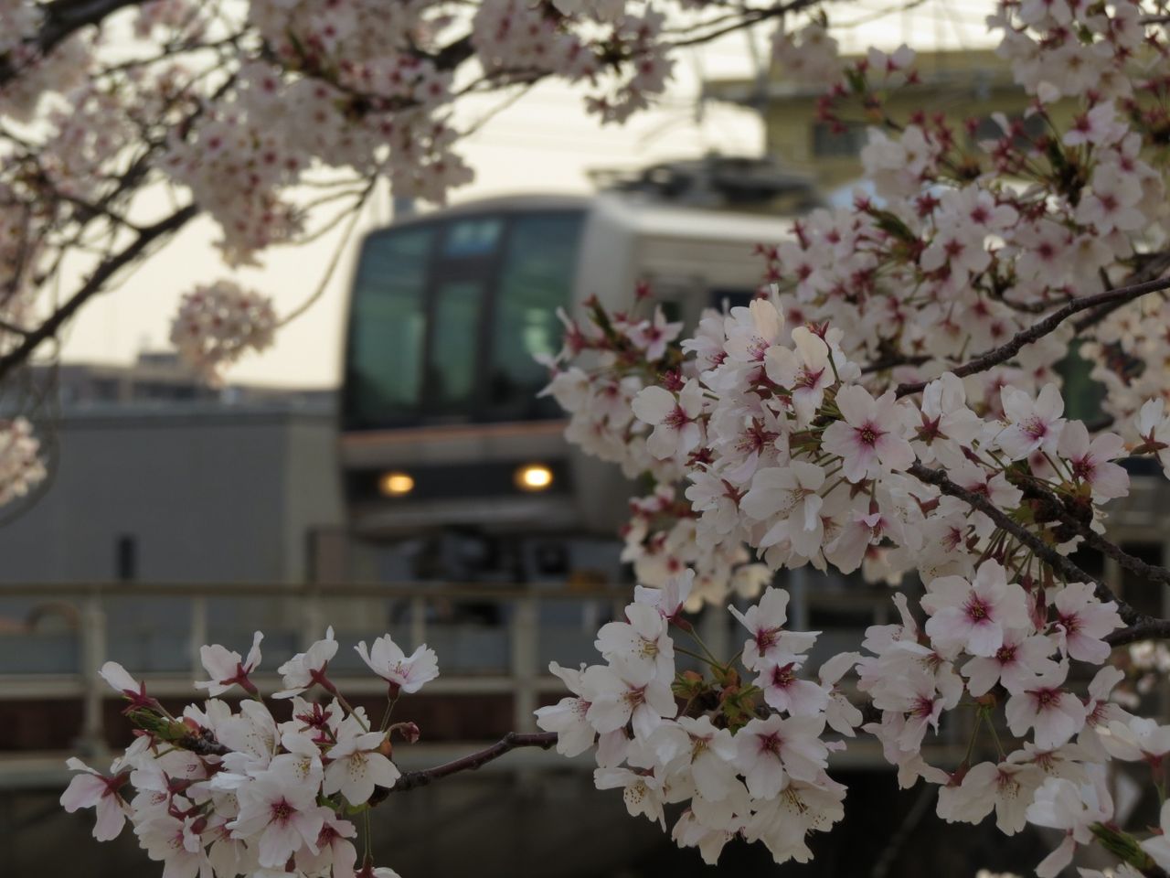 桜咲くさくら夙川 迂鈍逃避行 桜咲くさくら夙川 迂鈍逃避行