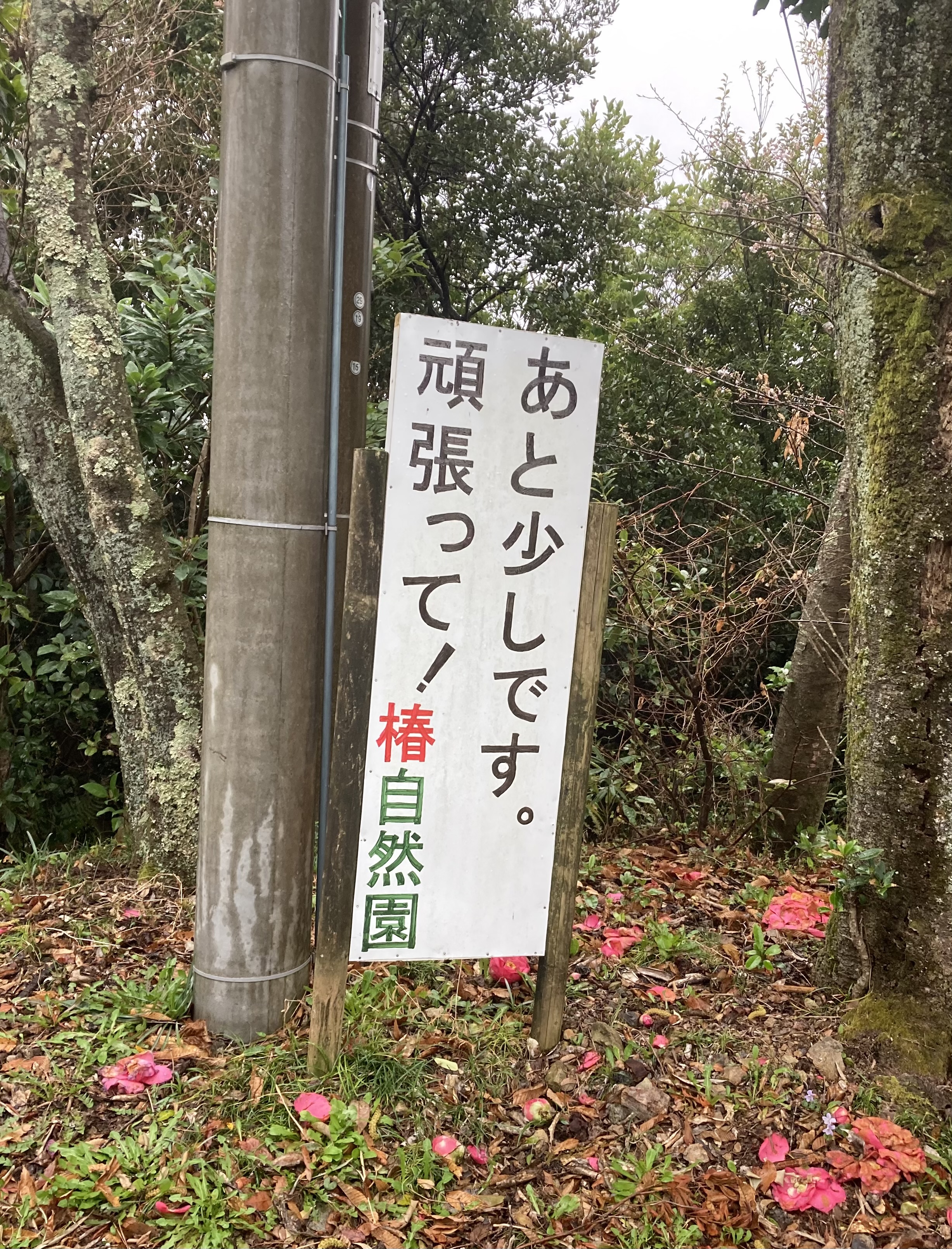 徳島県阿南市 椿自然園 椿泊湾のお造り定食 うどんは別腹